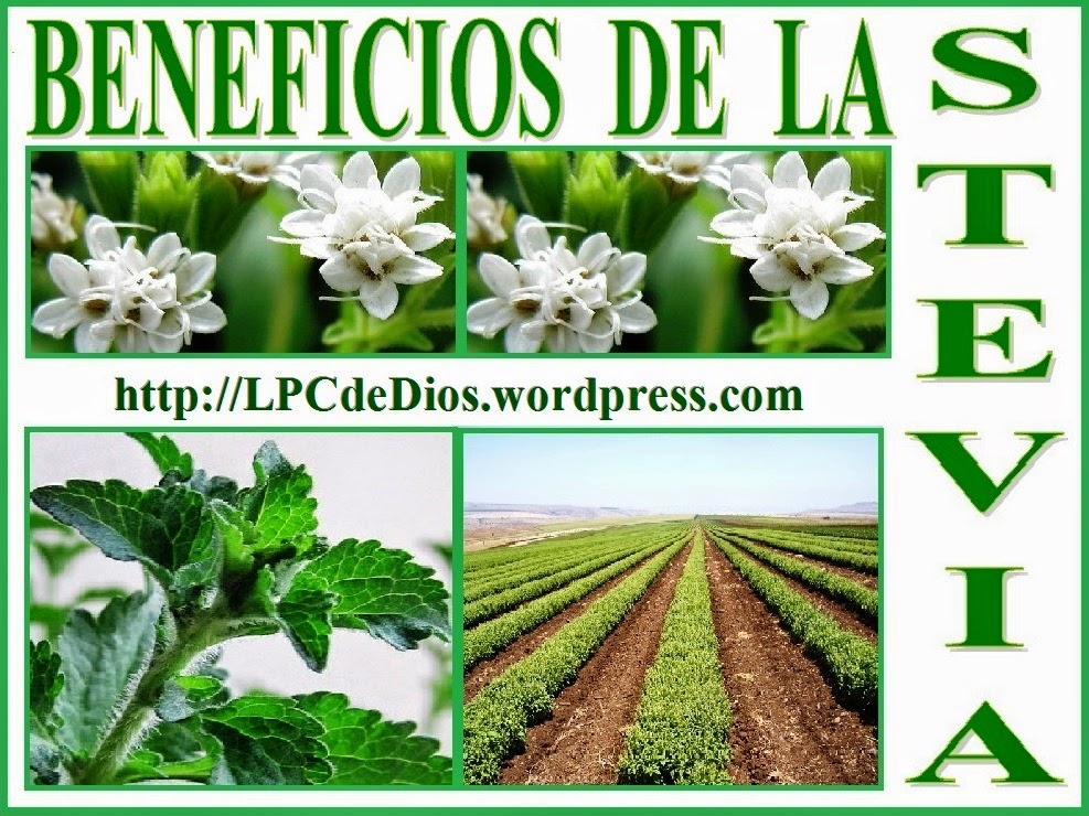 CNA_ALTERNEWS La Stevia es un agente contra el cáncer, anti