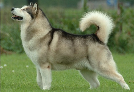 Aggressive Dogs Breeds In India Aggressive Dogs Breeds In India