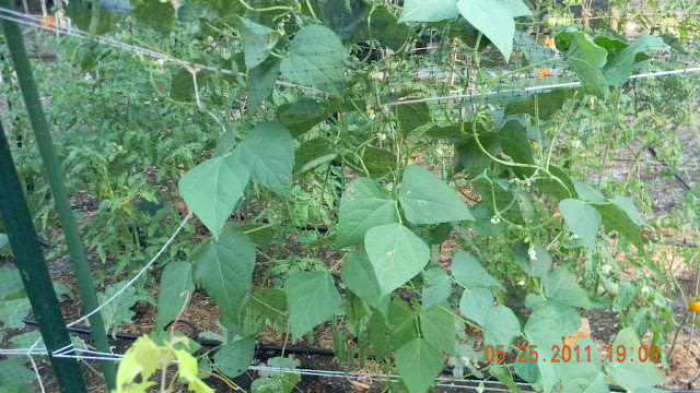 Florida Outdoor Backyard Hydroponic Greenhouse