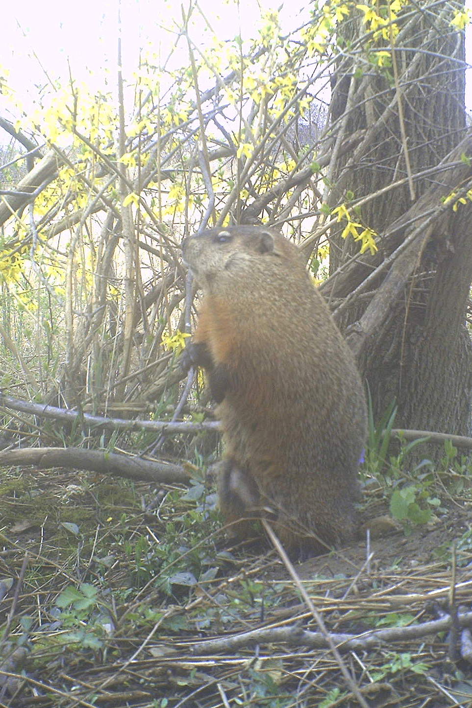 Backyard Beasts Woodchuck V Groundhogs in the Mist