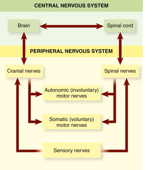 A&P: chapter 8 Nervous System