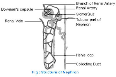 structure class nephrons ncert nephron biology describe functioning kidney solution cbse text processes questions toppr end water textbook answers chapter