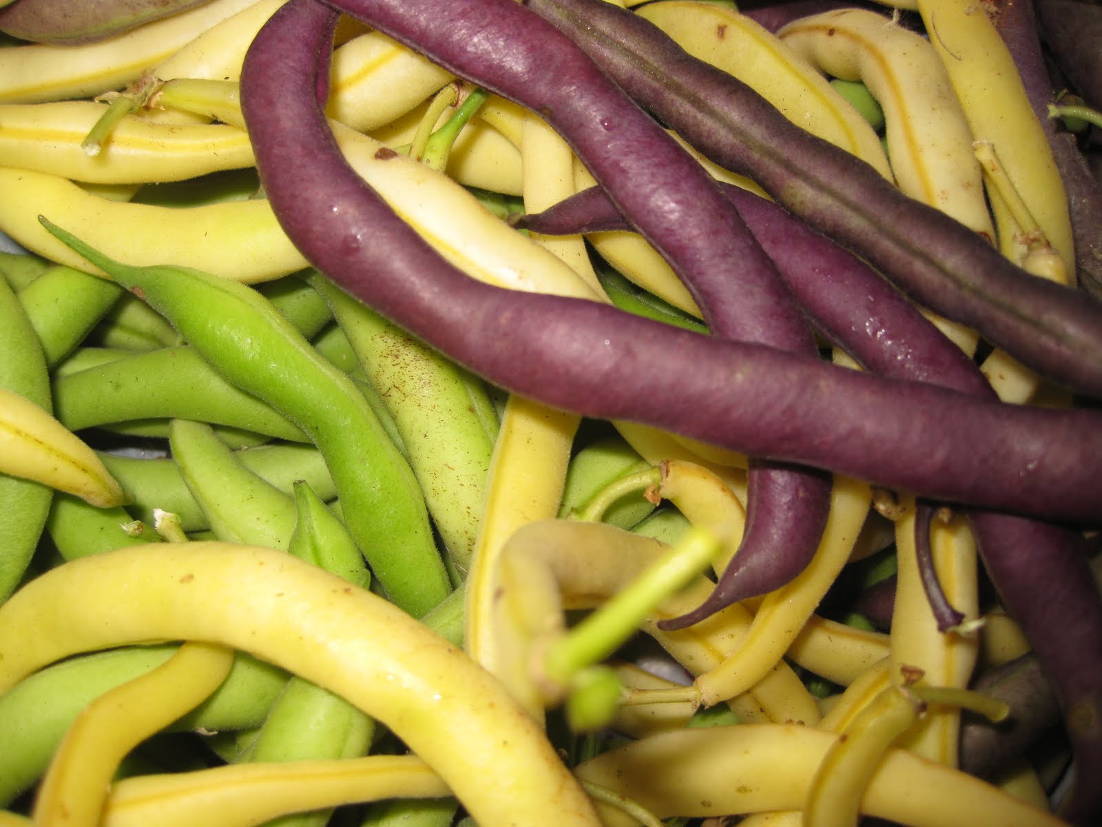 Veggieville Gardening to Fight Hunger Green Beans Plant Twice and