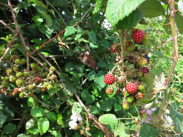 Blackberries ripening.