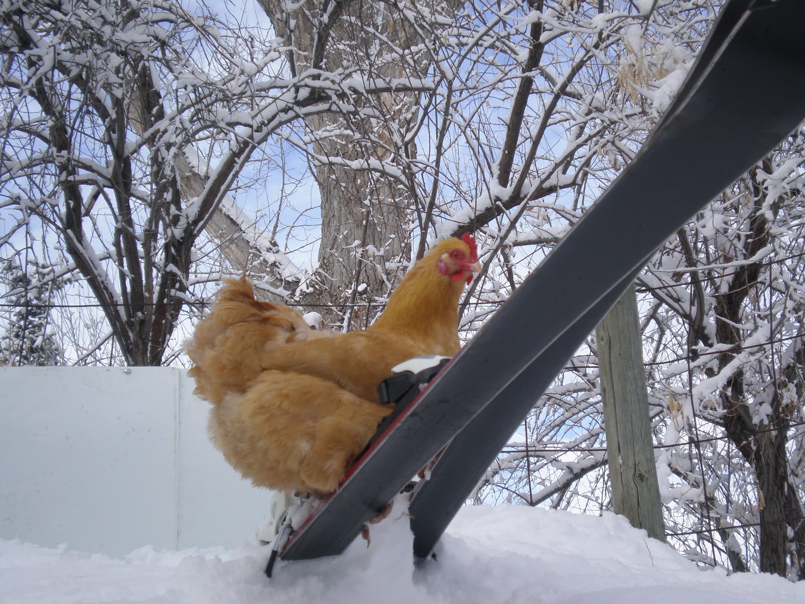 Chicken Skiing