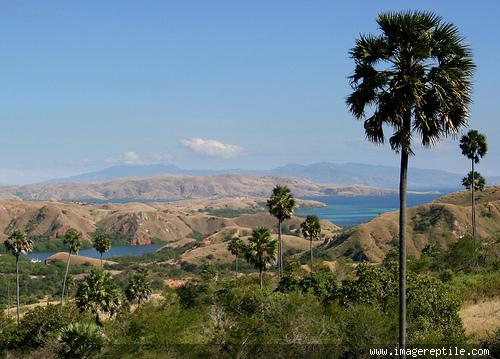 Pulau Komodo