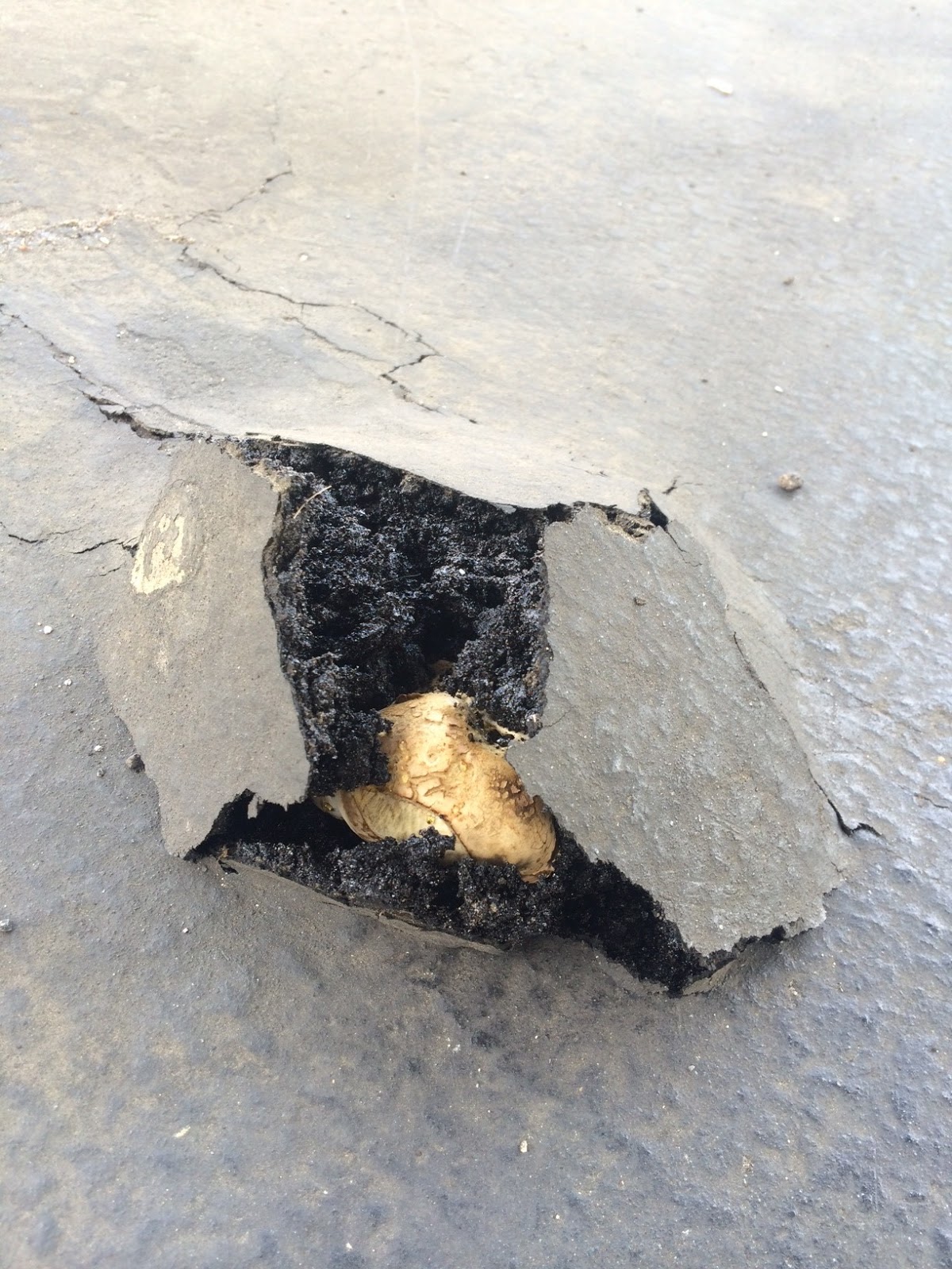 L.A. County Arboretum & Botanic Garden Plant Info How Do I Tame a