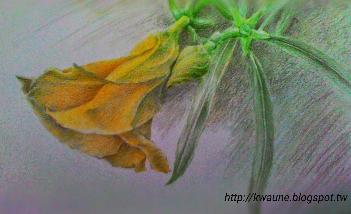 色鉛筆畫 (Colored pencil drawing)
