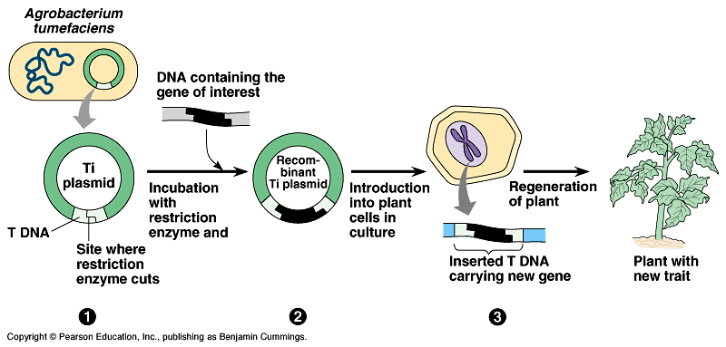 How can consumers protect themselves from genetically modified foods