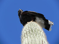 yvonne condes mom blogger los angeles tucson saguaro national 