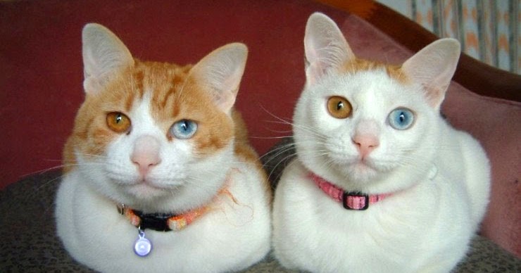 Pelangi Hidup Kucing Odd Eye