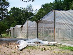 RUMAH HIJAU UNTUK TANAMAN CILI