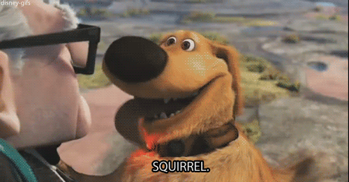 Up Doug Squirrel