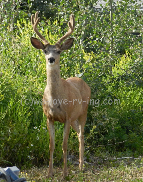 The beautiful deer stands looking at me as I took his photo.