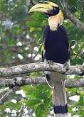 R hinocheros Hornbill ( Rangkok Badak )