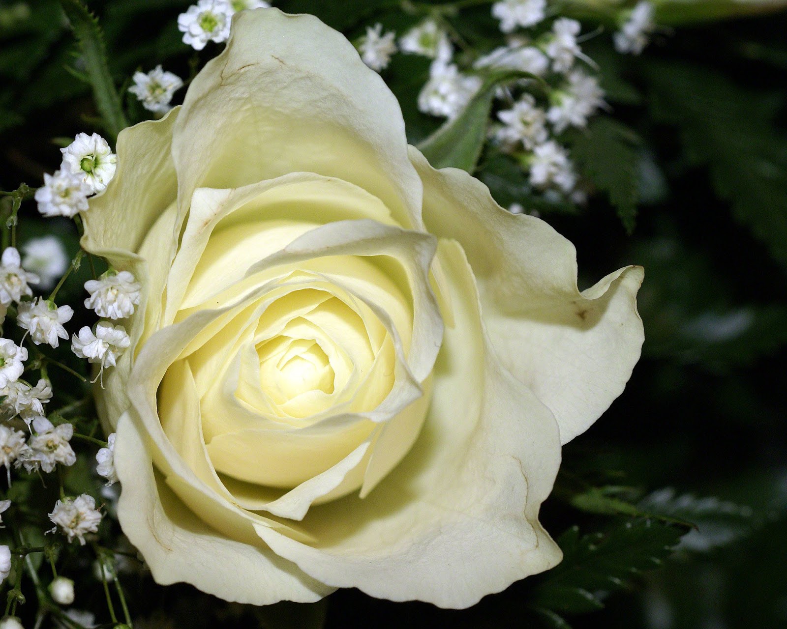 EL LENGUAJE DE LAS ROSAS QUE SIGNIFICA el lenguaje de las rosas que significa: