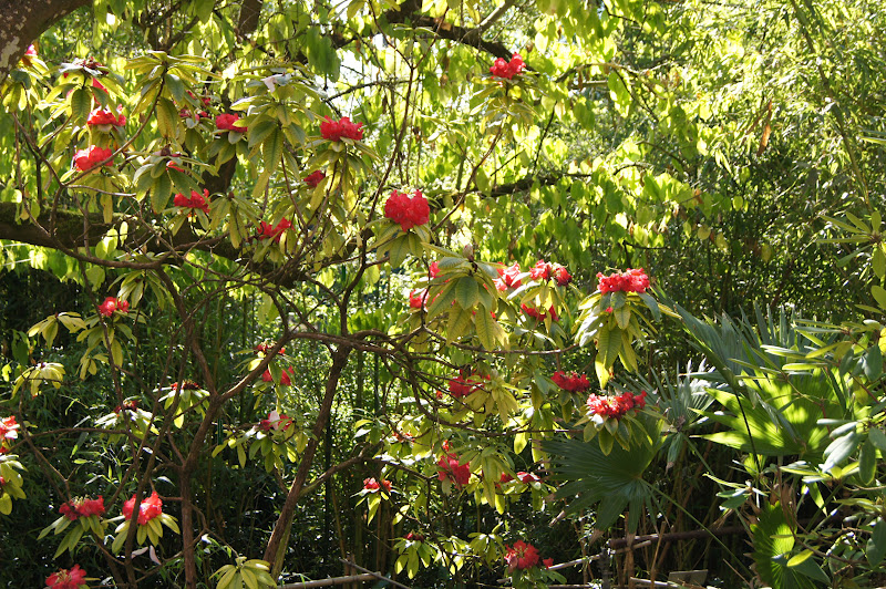 Irresistable Weather And A Trip To Strybing Arboretum