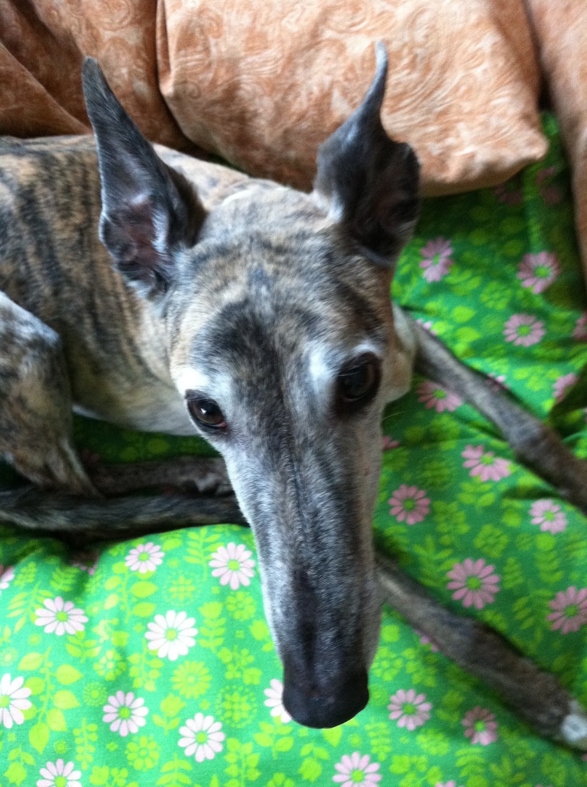 Northern Lights Greyhound Adoption Dog Blog NLGA Photo Roundup