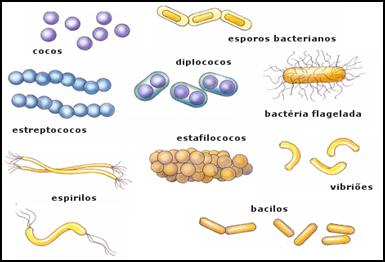 LAS BACTERIAS TIPOS las bacterias tipos: