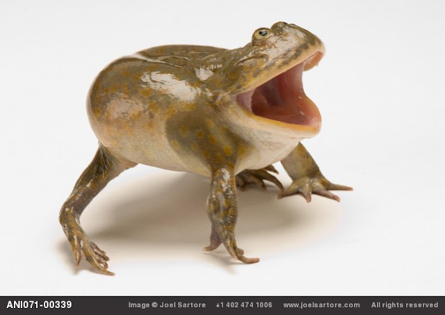 The Vanishing Amphibian Species by Joel Sartore_MyClipta