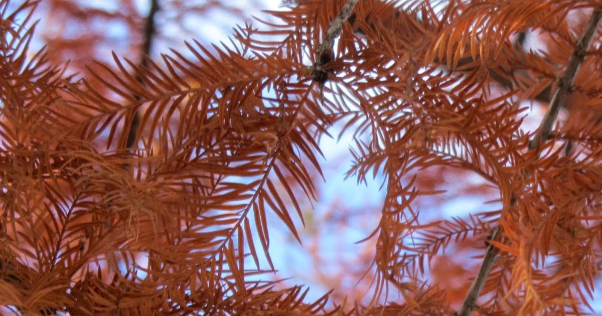 Using Native Plants Deciduous Conifers