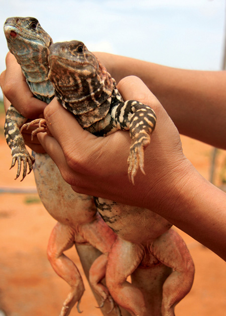 Tour Du Lịch Hè Phan Thiết 2015 Thưởng Thức Dông Trên Cát