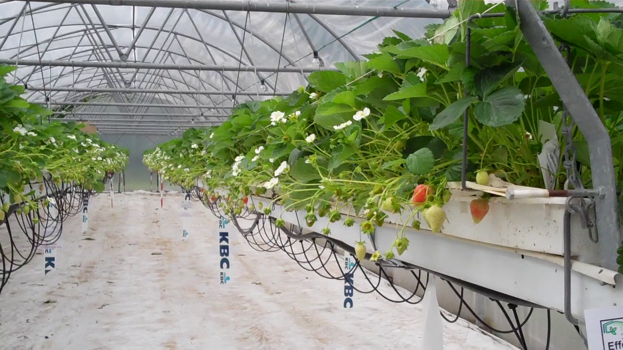 make money hydroponic farming