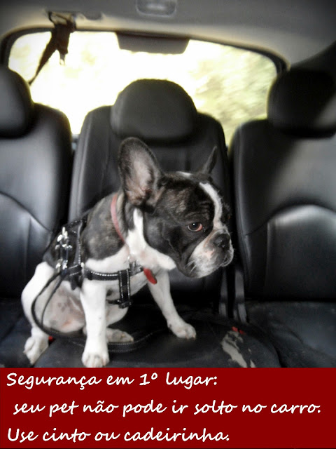 viagem com cachorro pet friendly roteiro completo para viajar com cão visconde de mauá rj