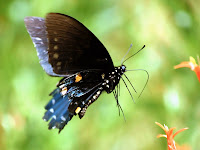 butterfly flying away