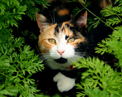 calico cat facts cats trivia pretty pattern via bayles ashley dilute