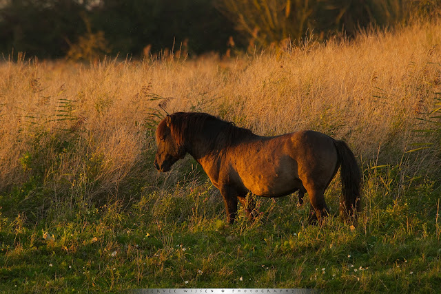 Konik - Konik Horse - Equus caballus caballus