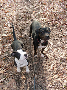 My Family Pit Bulls.