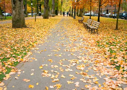 Park Blocks Portland