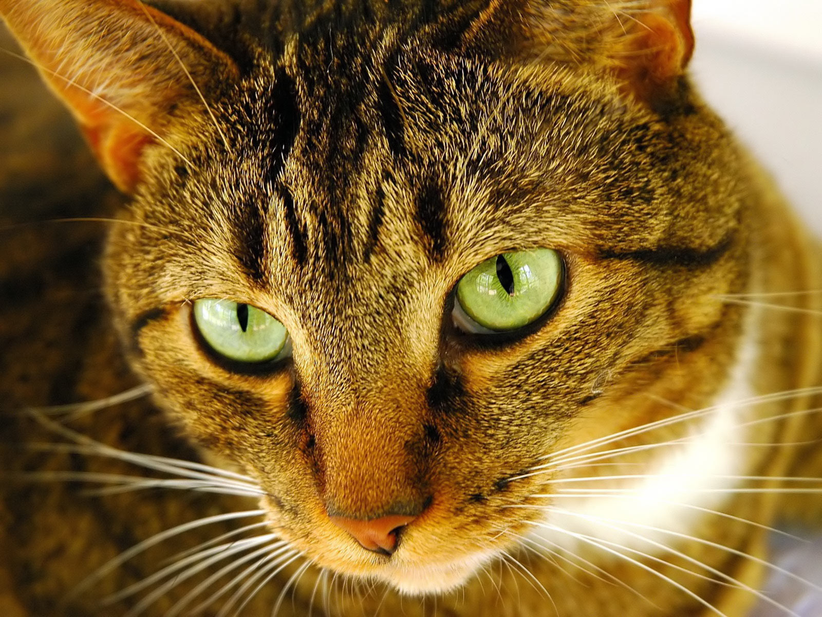 Best Desktop HD Wallpaper: Cat Desktop wallpapers