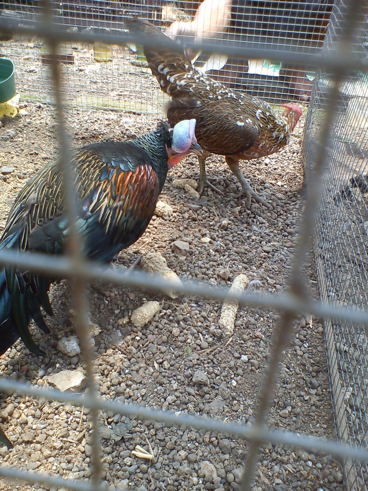 Info Harga Telur Unggas Indonesia