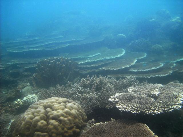 armor of god coral. coral up close; armor of god coral. beautiful coral garden in