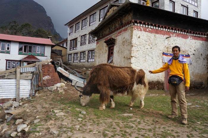Yak Hewan Unik Dari Himalaya - Ajaib dan Aneh