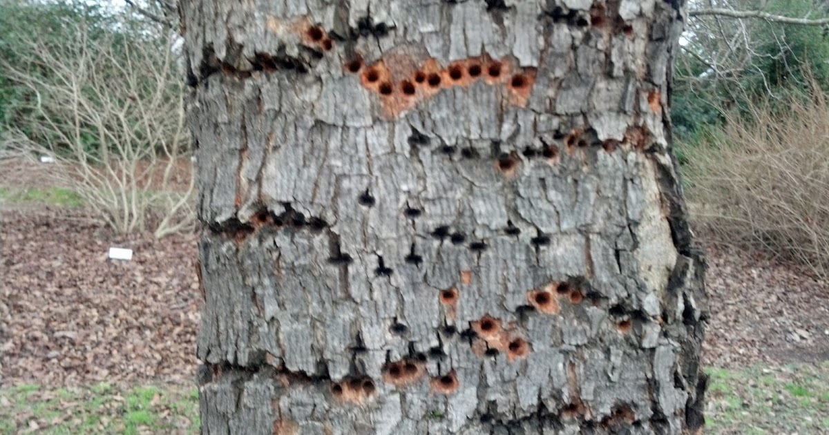 to the Pitt County Arboretum WOODPECKER DAMAGE