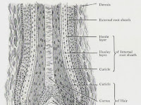 Hair Structure Diagram Hair Structure Diagram