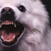 Γιάντα οι Σκύλοι όλο δείχνουνε τα δόντια ντόνε: ένα παραμύθι από την Κρήτη...