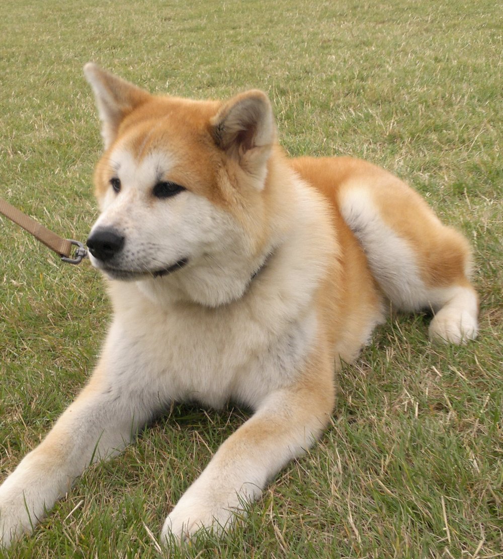 Professional Dog Grooming Shampoo MD10 Collection Champu para Perros