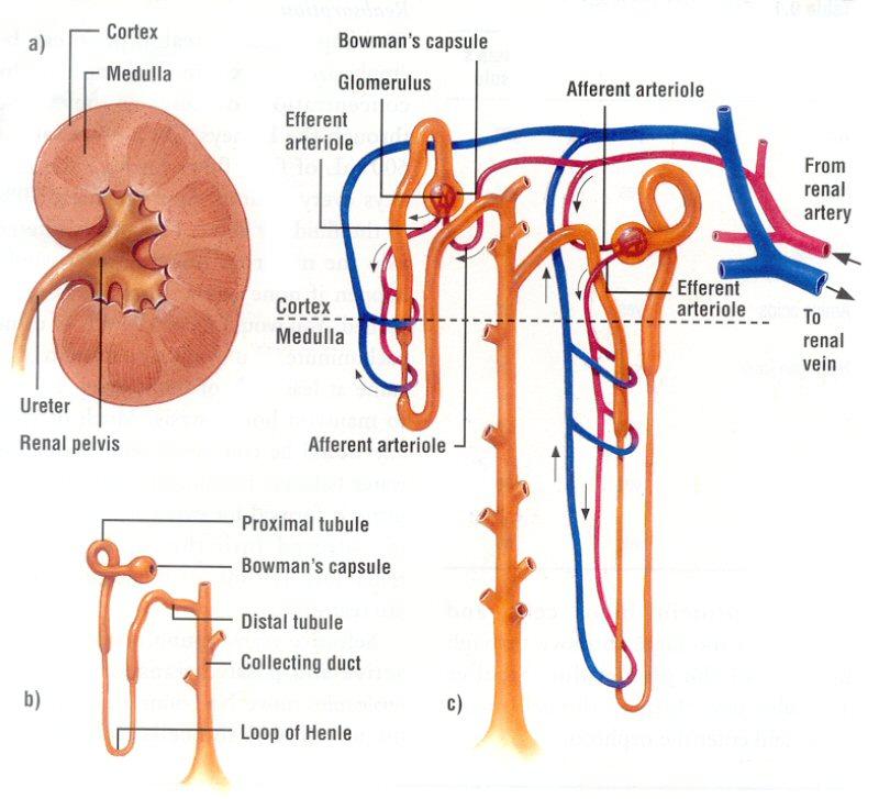 Rhorow13 Xaveria Fisiologi Hewan Proses Pembentukan Urine