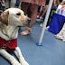 Μόνο στην Αθήνα δεν επιτρέπονται! Σκύλοι στο Μετρό και τα δημόσια μέσα μεταφοράς