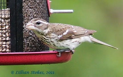 breeding grosbeak stokes birding