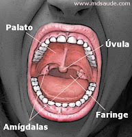 Estruturas dentro da orofaringe: amígdalas, palato, úvula, língua e faringe