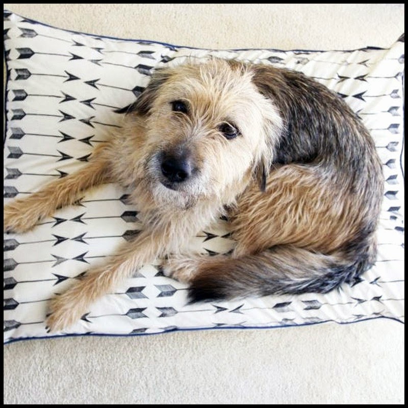 Dollar Store Crafter Dog Bed