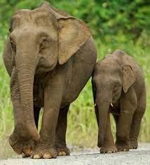 Nama Haiwan Dalam Al Quran Mselim3 Blogspot My