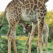 Krugerpark-avonturen Krugerpark-avonturen - We zien 10-tallen roodbekbufferwevers bezig met het bouwen van nesten. Krugeravonturen - kamp Satara -