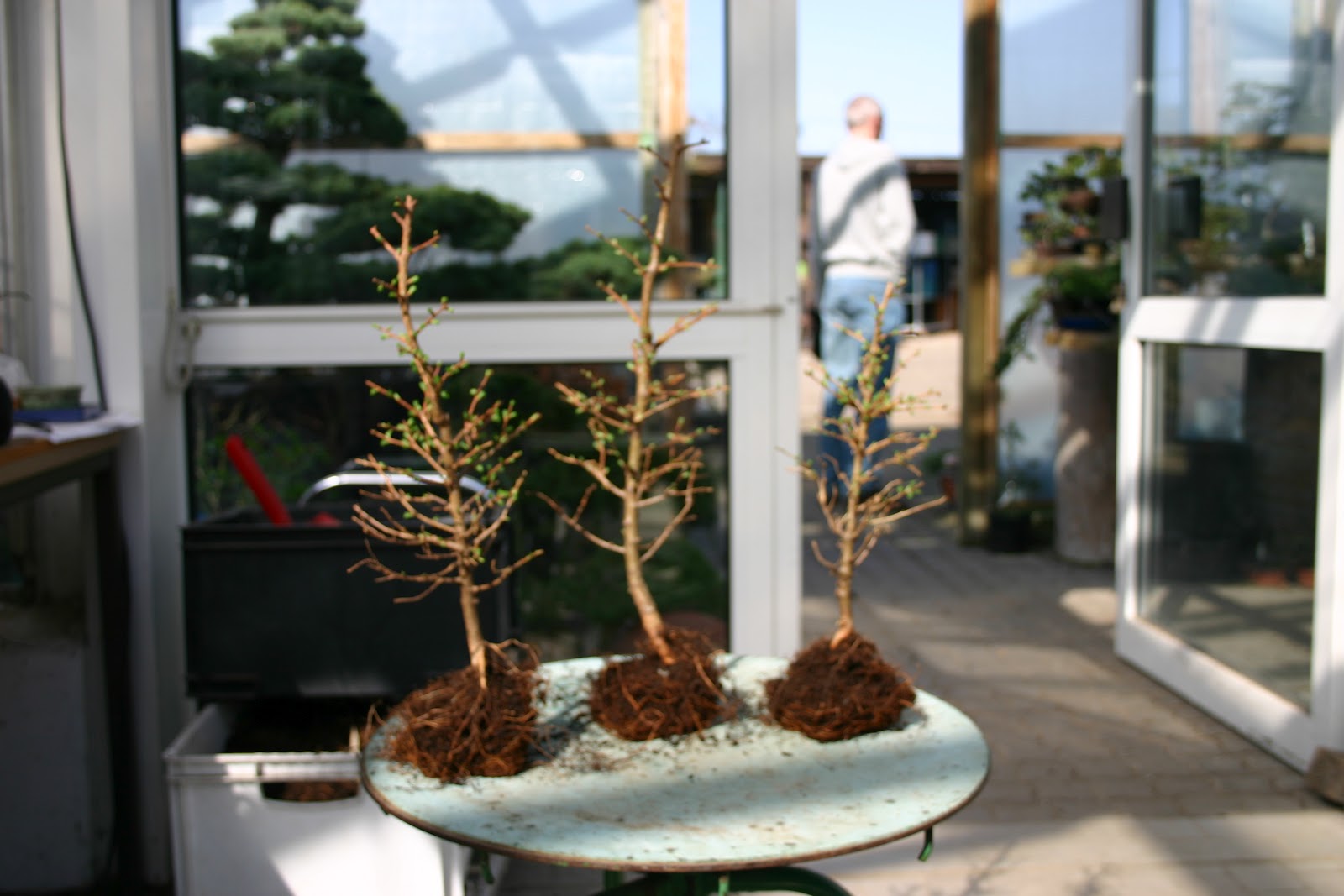 Bonsai 盆栽 Waldgestaltung Gruppenpflanzung Am Beispiel Japanischer Lachen Larix Kaempferi