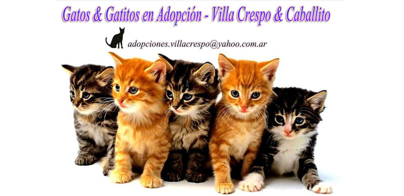 Gatos & Gatitos en Adopción - Villa crespo & Caballito